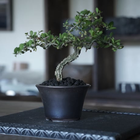 ［16］裂肌ハリツルマサキ 伊良部産 × BRONZE BONSAI POT