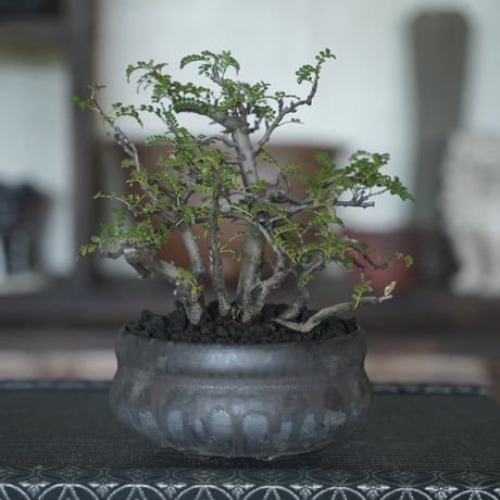 ［07］株立ち磯山椒  × 磯部祐介「 盆 」4号鉢 笠間焼