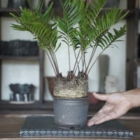 ［12］扁平フロリダーナ × 與那嶺大輔 作「 琉球飛鉋 」4号鉢 やちむん