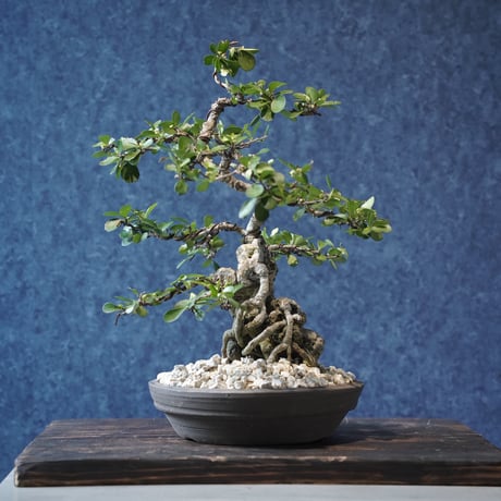 ［05］根上がりハリツルマサキ ［現地名 : マッコウ］Gymnosporia diversifolia