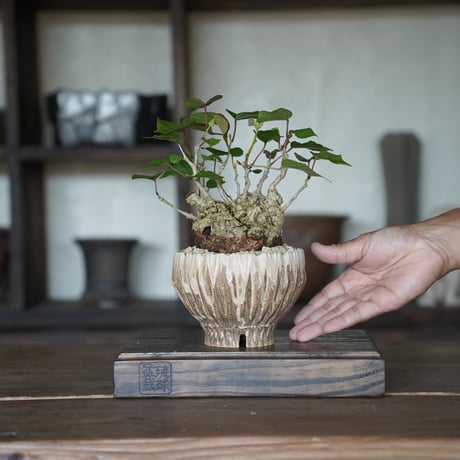 ［38］美品オオハマボウ × 中野明彦 作「KIRIKO」 4号鉢  笠間焼