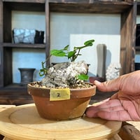 ［02］オオハマボウ 4号鉢