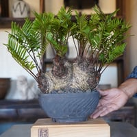 ［15］大株 マルチヘッド フロリダーナ × 與那嶺大輔 作「 琉球飛鉋 」7号鉢 やちむん