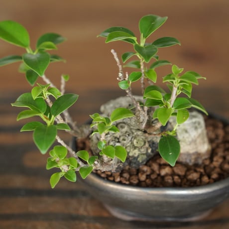 ［36］ミニイモ小葉ガジュマル Ficus microcarpa ×  BRONZE MAME POT