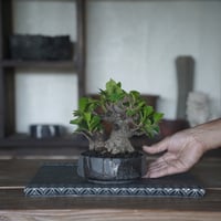 ［22］イボガジュマル × 穂高隆児 作「 暁 」4号鉢 笠間焼