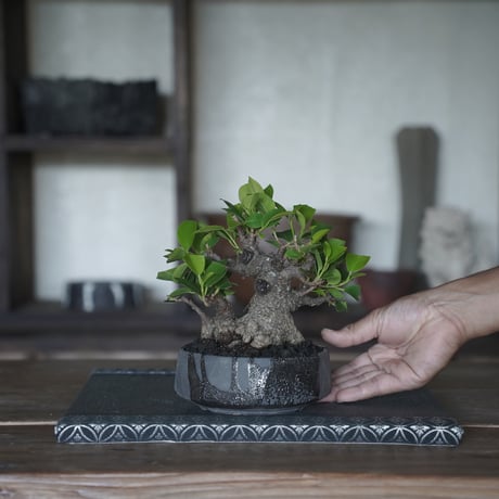 ［22］イボガジュマル × 穂高隆児 作「 暁 」4号鉢 笠間焼