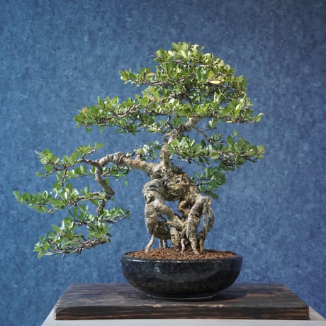 ［03］浮遊体 ハリツルマサキ ［現地名 : マッコウ］Gymnosporia diversifolia
