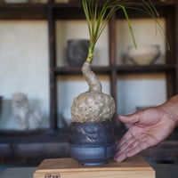 ［07］イボトックリラン ×  磯部祐介「 達磨 」3号  笠間焼