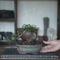 ［08］懸崖磯山椒 × 盆栽鉢 5号