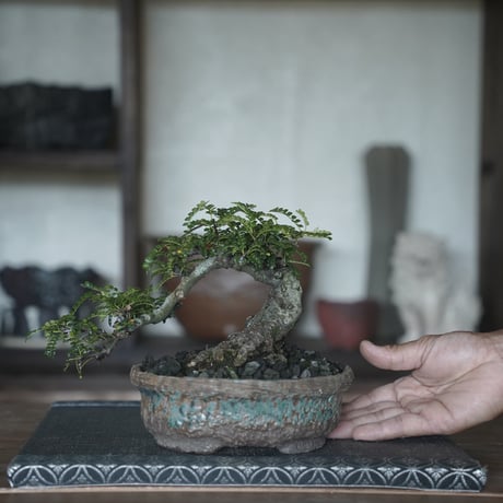 ［08］懸崖磯山椒 × 盆栽鉢 5号