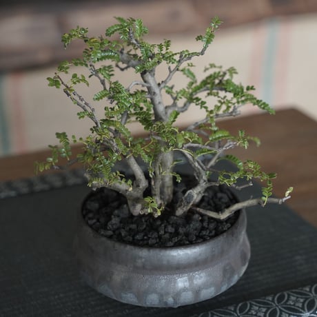 ［07］株立ち磯山椒  × 磯部祐介「 盆 」4号鉢 笠間焼