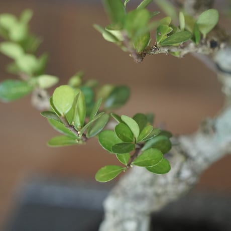 ［15］模様木ハリツルマサキ 伊良部産 × BRONZE BONSAI POT