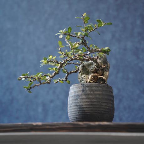 ［02］ミニハリツルマサキ 石抱き ［現地名 : マッコウ］Gymnosporia diversifolia