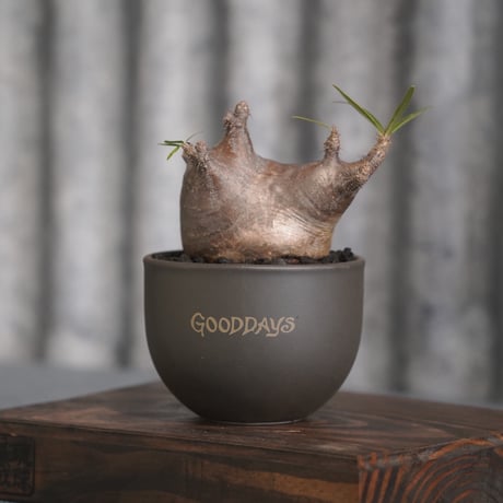［06］迷彩二頭グラキリス × ［Mr.Gra］GOODDAYS ORIGINAL POT
