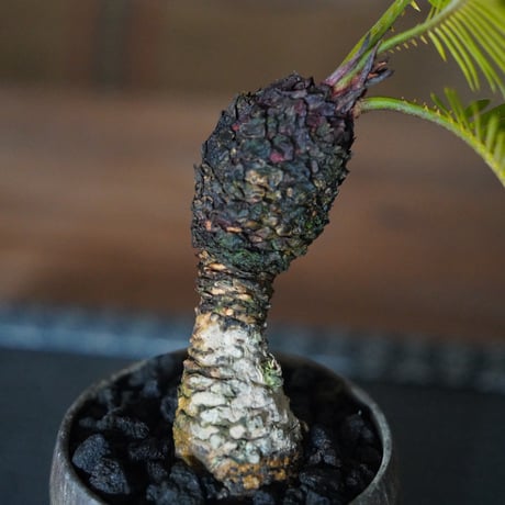 ［13］姫ソテツ Cycas revoluta × 磯部祐介 作「 達磨 」3号鉢 笠間焼