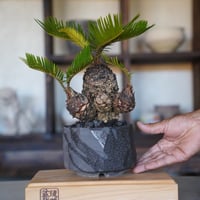 ［01］多頭ミニソテツ Cycas revoluta × 穂高隆児 作「 暁 」4号鉢 笠間焼
