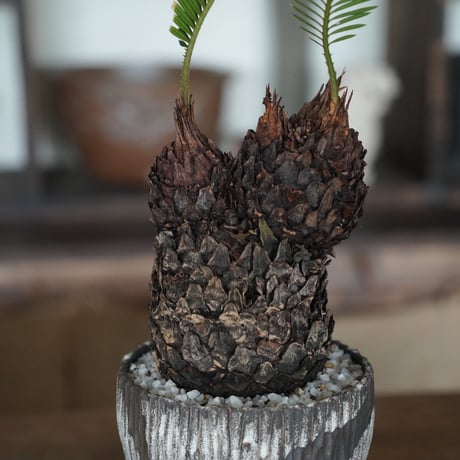 ［44］ミッキーソテツ Cycas revoluta × 根本峻吾 作 S.N POT type.round「 堕天 」4号鉢 笠間焼