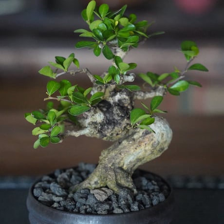 ［09］美幹ハリツルマサキ Gymnosporia diversifolia × 磯部祐介「 盆 -bon- 」4号鉢 笠間焼