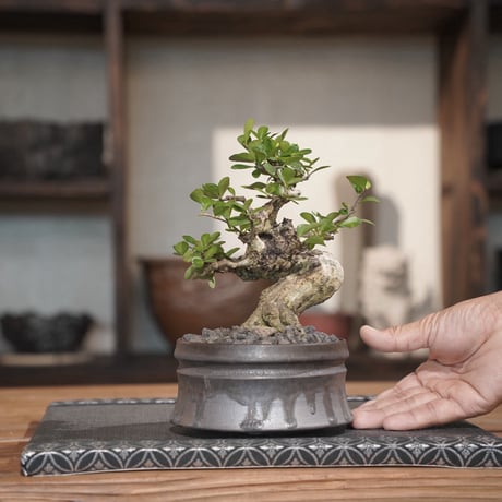 ［09］美幹ハリツルマサキ Gymnosporia diversifolia × 磯部祐介「 盆 -bon- 」4号鉢 笠間焼