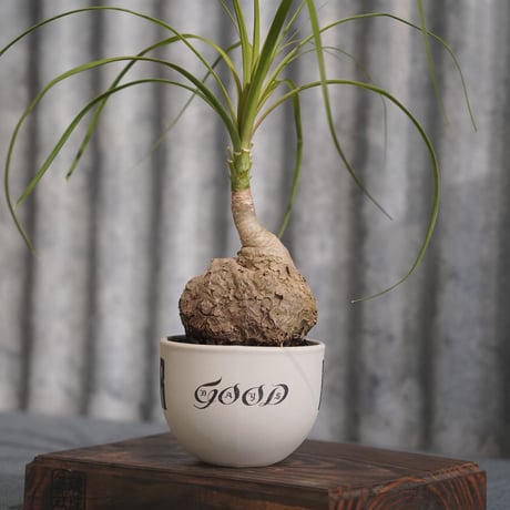 ［01］まん丸ノリナ × ［EartH POWER］GOODDAYS ORIGINAL POT