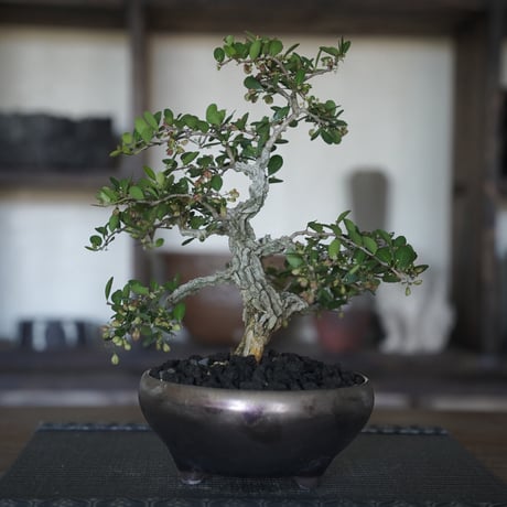 ［14］裂肌ハリツルマサキ 伊良部産 × BRONZE BONSAI POT