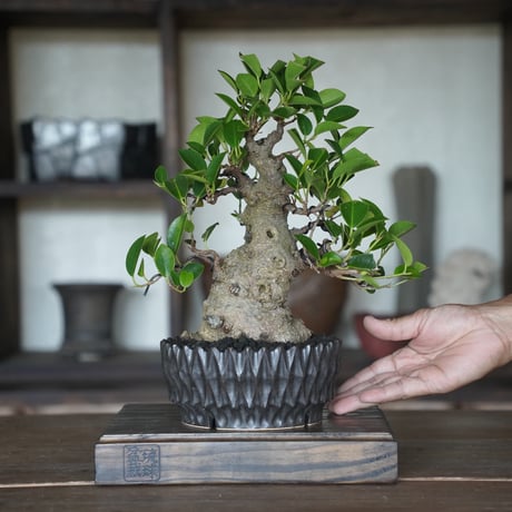 ［34］美品ガジュマル × 中野明彦 作「 KIRIKO 」5号鉢 笠間焼