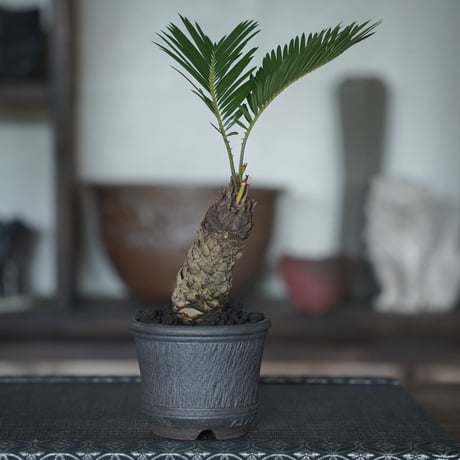 ［09］ミニソテツ × 與那嶺大輔 作「 琉球唐草 」2.5号 やちむん