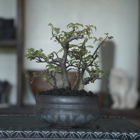 ［07］株立ち磯山椒  × 磯部祐介「 盆 」4号鉢 笠間焼