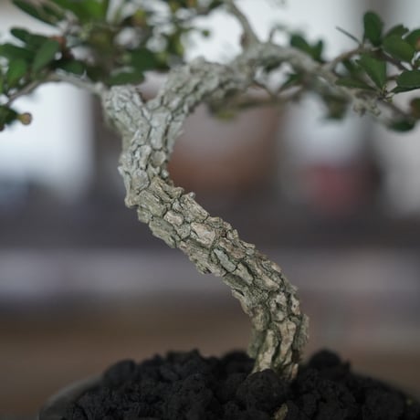 ［16］裂肌ハリツルマサキ 伊良部産 × BRONZE BONSAI POT