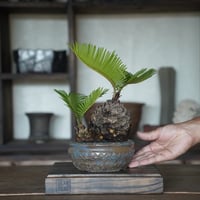 ［45］丸ソテツ Cycas revoluta × 萬古焼 刷毛目 盆栽鉢