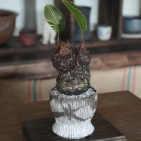 ［44］ミッキーソテツ Cycas revoluta × 根本峻吾 作 S.N POT type.round「 堕天 」4号鉢 笠間焼