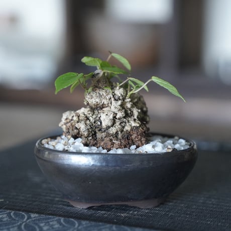 ［20］ミニオオハマボウ × BRONZE BONSAI POT