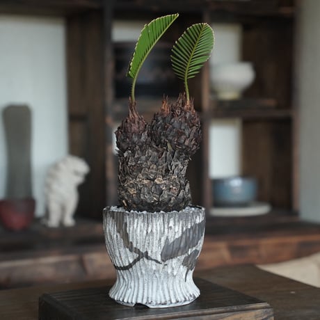 ［44］ミッキーソテツ Cycas revoluta × 根本峻吾 作 S.N POT type.round「 堕天 」4号鉢 笠間焼