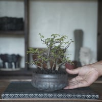 ［07］株立ち磯山椒  × 磯部祐介「 盆 」4号鉢 笠間焼