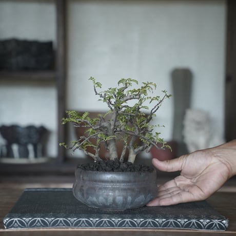 ［07］株立ち磯山椒  × 磯部祐介「 盆 」4号鉢 笠間焼
