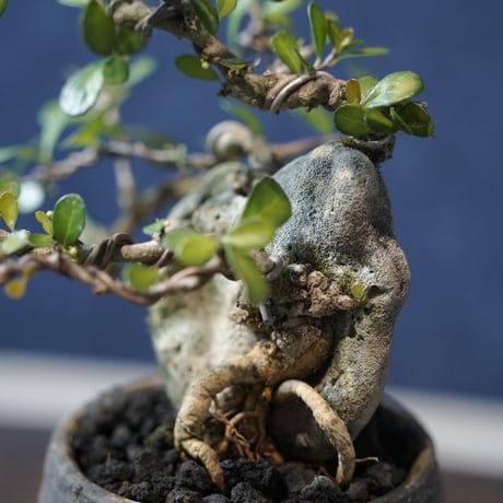 ［02］ミニハリツルマサキ 石抱き ［現地名 : マッコウ］Gymnosporia diversifolia
