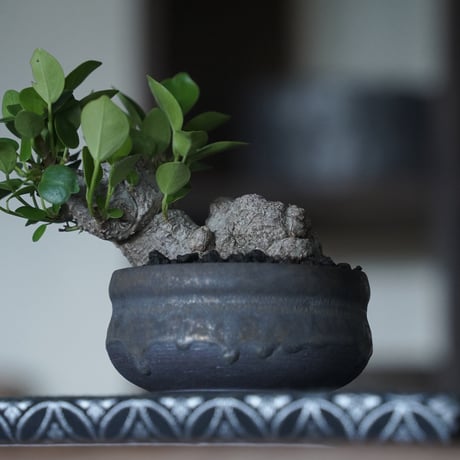 ［21］ミニイボガジュマル × 磯部祐介 作「 盆 」3号鉢 笠間焼