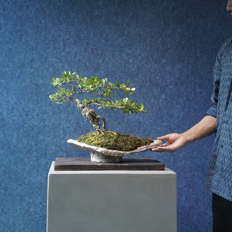 ［01］クラゲハリツルマサキ ［現地名 : マッコウ］Gymnosporia diversifolia