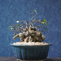［06］塊ハリツルマサキ ［現地名 : マッコウ］Gymnosporia diversifolia