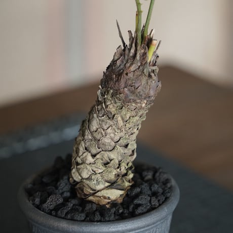 ［09］ミニソテツ × 與那嶺大輔 作「 琉球唐草 」2.5号 やちむん