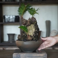 ［43］洞窟ソテツ Cycas revoluta × 木村直人 作「 輪花 」6.5号鉢 笠間焼