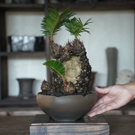 ［43］洞窟ソテツ Cycas revoluta × 木村直人 作「 輪花 」6.5号鉢 笠間焼