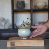 ［09］ミニオオハマボウ × 磯部祐介 作「 円 - en - 」2.5号鉢  笠間焼