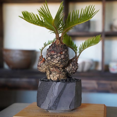 ［01］多頭ミニソテツ Cycas revoluta × 穂高隆児 作「 暁 」4号鉢 笠間焼