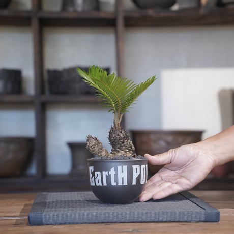 ［47］ミニソテツ × ［EartH POWER］GOODDAYS ORIGINAL POT / BLACK
