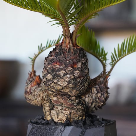 ［01］多頭ミニソテツ Cycas revoluta × 穂高隆児 作「 暁 」4号鉢 笠間焼