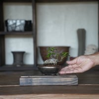 ［36］ミニイモ小葉ガジュマル Ficus microcarpa ×  BRONZE MAME POT