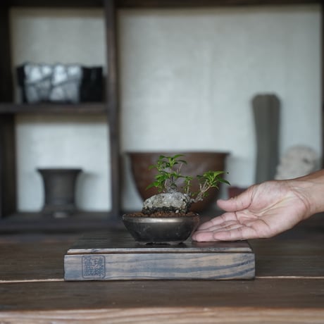 ［36］ミニイモ小葉ガジュマル Ficus microcarpa ×  BRONZE MAME POT