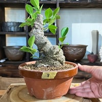 ［08］ガジュマル 6号鉢