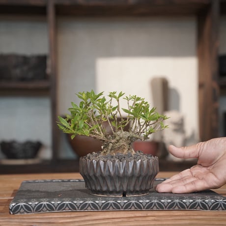 ［14］クチナシ 梔子 Cape Jasmine  × 中野明彦 作「 KIRIKO 」4号鉢 笠間焼